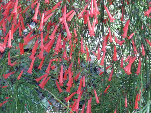 Red Trumpet Flower.